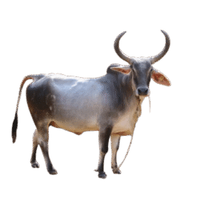 WhatsApp_Image_2025-09-25_at_11.02.30_2d8a5351-removebg-preview-300x300 - Organic Ghee & Vedic Products | Madhurafarm